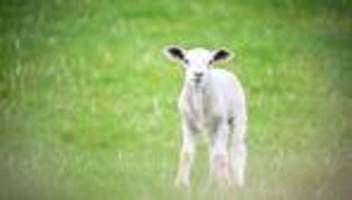 Tierschutzverstoß: Lamm ohne Betäubung geschlachtet