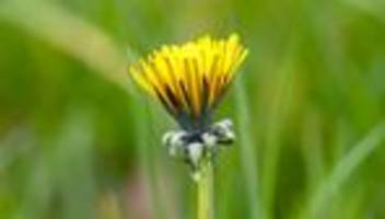 Wetter-Aussichten: Sonnige Tage und milde Temperaturen in NRW