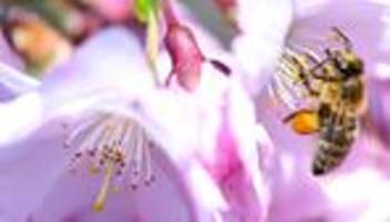 Wetterbericht: Der Frühling legt los: Sonne und milde Temperaturen erwartet