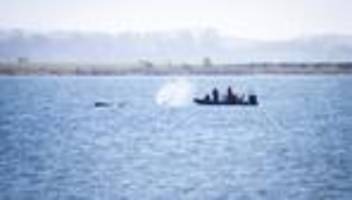 Buckelwal in der Ostsee: Experten halten Rettung von gestrandetem Wal für unmöglich