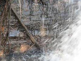 flossen zum festhalten: kuriose fische klettern 15-meter-wasserfall hoch