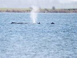 jede aktion verschlimmert leiden: experten: buckelwal kann nicht mehr gerettet werden