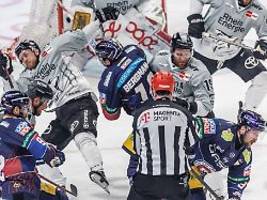 Revanche für die Schmach 2025: Kölner Haie haben großen Hunger - auf Eisbären und Titel