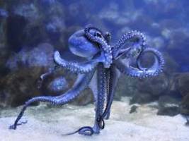 Rätsel der Tierwelt gelöst: Forscher entdecken speziellen Sex-Arm von Oktopussen