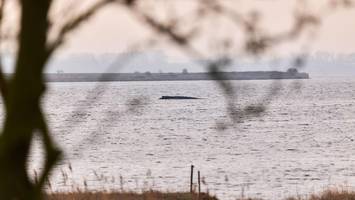buckelwal atmet weiter – gutachten soll Überlebenschance klären