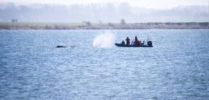 Mecklenburg-Vorpommern: Experten raten ab von einer Rettung des Ostsee-Wals