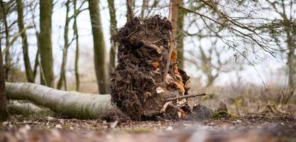 Wald: Ein Experte erklärt, wann ein Spaziergang unter Bäumen gefährlich werden kann