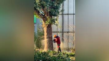 neues gewächshaus im loki-schmidt-garten: baustart verzögert sich