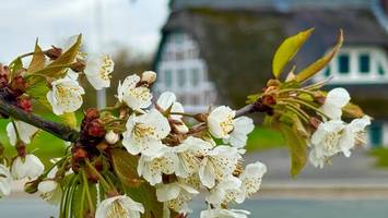 zauberhaft schön: die kirschblüte im alten land beginnt