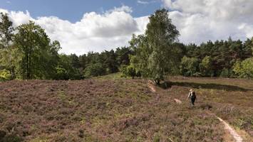 hamburger wolf in der fischbeker heide freigelassen – weitere details bekannt