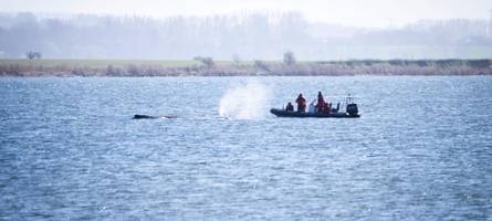 Wenig Wasser, kaum Kraft: Walrettung laut Experten unmöglich