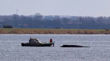 wal-einsatz immer teurer – bergung wird teuerster punkt