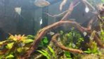 Nach Großbrand an Grundschule: Fische überleben Feuer – emotionales Wiedersehen für Kinder