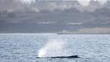 Ostseeküste: Fall von Buckelwal Timmy gilt als weltweit einzigartig