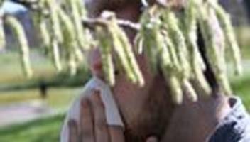 Saisonhöhepunkt bei der Birke: Pollen lassen Allergiker leiden: Wann ist ein Ende in Sicht?