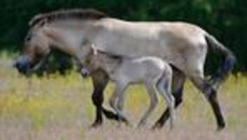 Tiere: Zwei Todesfälle bei Hanauer Wildpferd-Herde