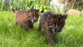 Tiere im Heidelberger Zoo: Seltener als Große Pandas: Goldkatzen-Nachwuchs im Zoo