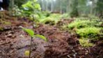 Waldverjüngung: Samenplantage soll Nachwuchs heimischer Sträucher sichern