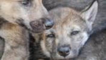 Wildtiere: Bald ein Rudel? - Warten auf Wolfswelpen im Sommer