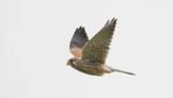 Wildunfall: Falke fliegt durch Transporterfenster und stirbt