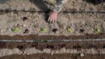 Düngemittel und Energiepreise: Die Welt steckt in der Düngerfalle