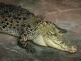 Anstatt Grenzschützer-Einsatz: Indien will Flüchtlinge mit Krokodilen und Schlangen abschrecken