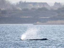 Rettung bleibt ausgeschlossen: Gestrandeter Buckelwal ist weltweit einzigartig