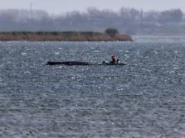 Sprengung des Kopfes?: Experten lehnen Einschläfern des Buckelwals ab