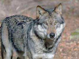 Vorfall in US-Zoo: Eltern schauen nur aufs Handy: Kleinkind von Wolf verletzt