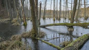 spandauer forst „verwahrlost“ – überall liegen tote bäume