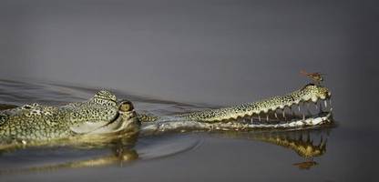 indien will grenze zu bangladesch von krokodilen und schlangen bewachen lassen