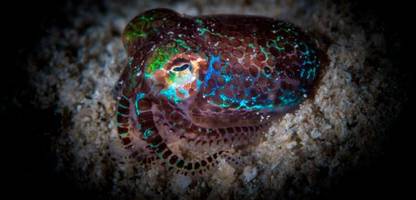 Lernen von Algen, Viren und Pilzen: Nicht die Stärksten überleben, sondern die Nettesten