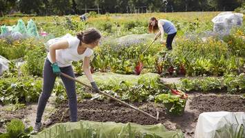 eigenes gemüse auf dem bio-hof anbauen – wo das möglich ist