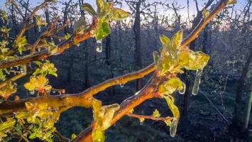 Trotz wolkenloser Nacht: Warum es im Alten Land dennoch regnete