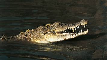 krokodile und schlangen gegen illegale einwanderung: indien plant reptilieneinsatz