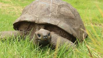 weltälteste riesenschildkröte: jonathan lebt trotz fake-todesmeldungen