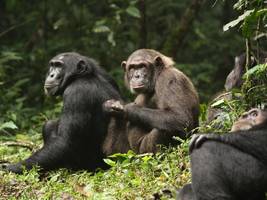Biologie: Wie es zu einem Bürgerkrieg unter Schimpansen kam