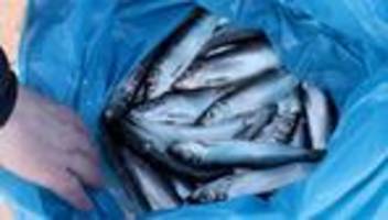 Beliebter Speisefisch: Eis, Robben und Kraftstoffpreise erschweren Heringsfischerei