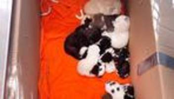 Bremen: Mann entdeckt Kartons voller Katzenbabys am Friedhof