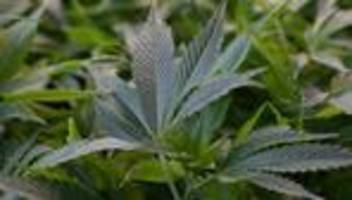 Cannabisanbau: 25 Cannabis-Anbauvereine in Sachsen genehmigt