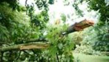 Nach Unglück bei Flensburg: Wer in Berlin die Sicherheit von Bäumen im Blick hat