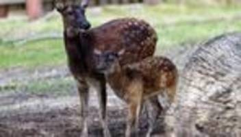 tierbabys: jungtier der seltenen prinz-alfred-hirsche im kölner zoo