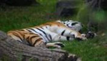 Tiere: Tiergarten Stendal schläfert Tigerin nach Krankheit ein