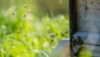 tiere: ungespülte honiggläser gefährden bienen