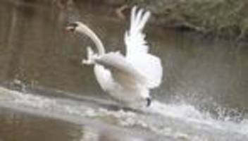 Tiere: Vogelgrippe-Fälle in Hamburg - Alsterschwäne kommen später