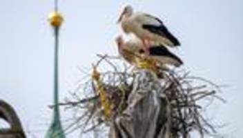 Tiere machen Sachen: Störche und die Mutter Gottes - Nistversuch auf Mariensäule