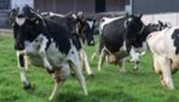 weideaustrieb auch in nrw: etwa die hälfte der kühe darf auf die weide