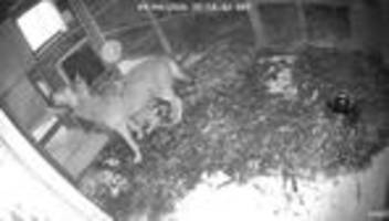 Wolf in Hamburg : Der Wolf ist jetzt auf Bewährung