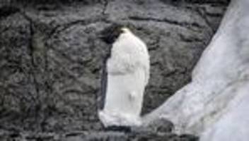 weltnaturschutzunion: kaiserpinguine gelten als stark gefährdete art