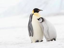 eisschmelze schrumpft bestände: kaiserpinguine sind nun auch stark gefährdet